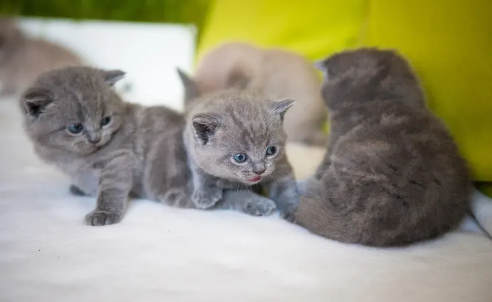 filhotes de gato Chartreux 