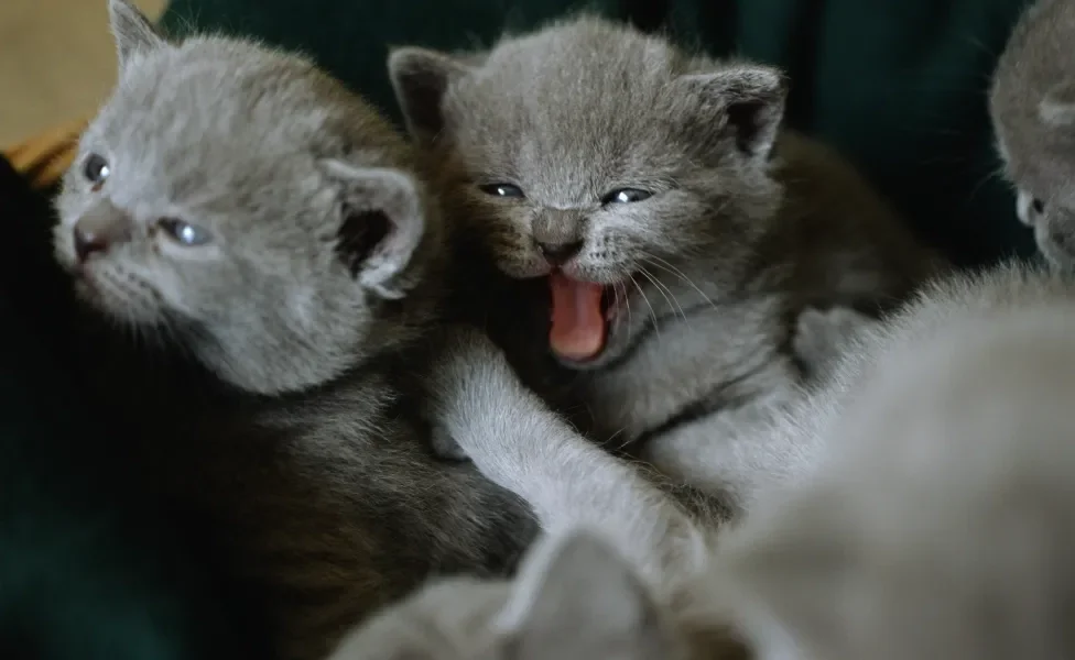 filhotes de gato Chartreux 