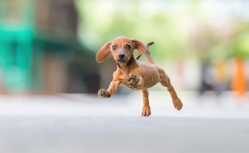 Dachshund correndo