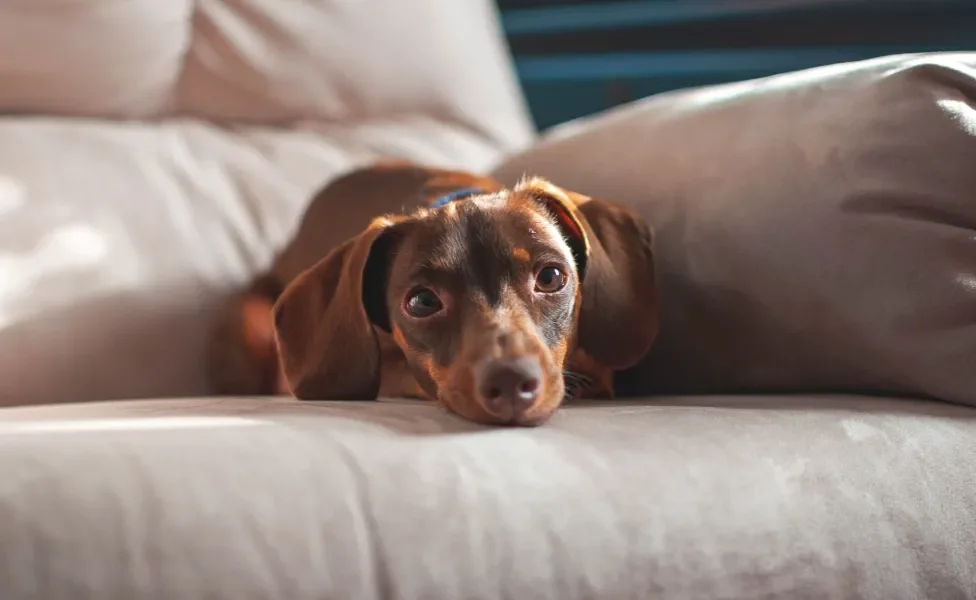 Dachshund deitado no sofá