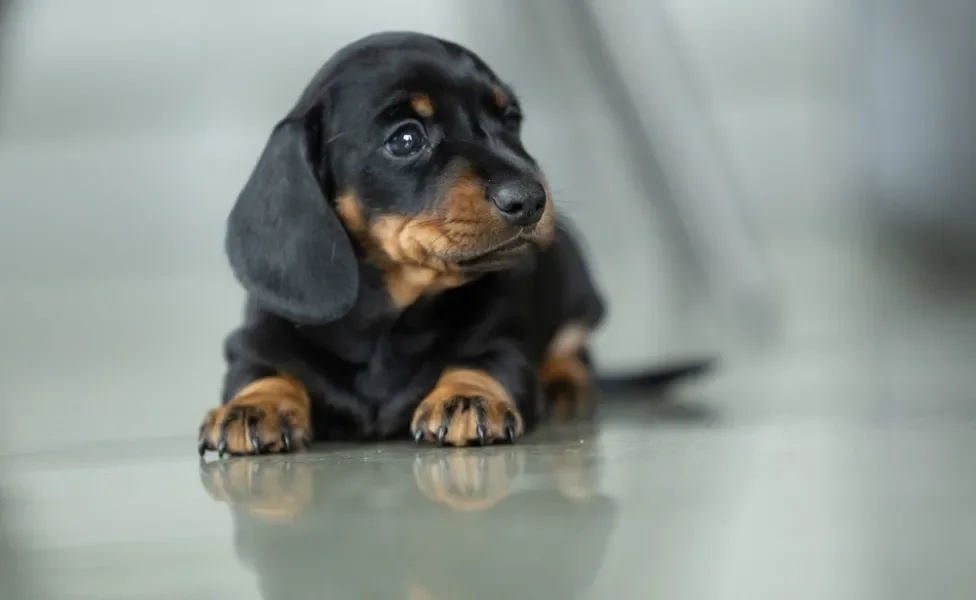 Dachshund deitado em casa