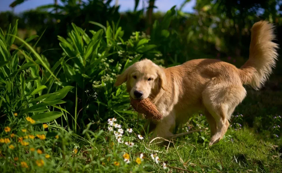 Golden Retriever na natureza