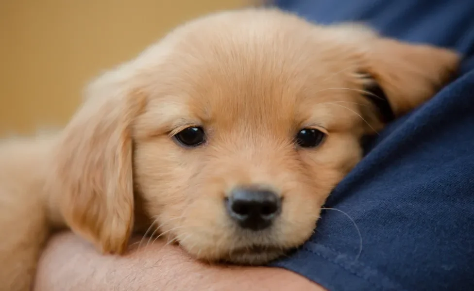 Golden Retriever deitado no ombro de humano