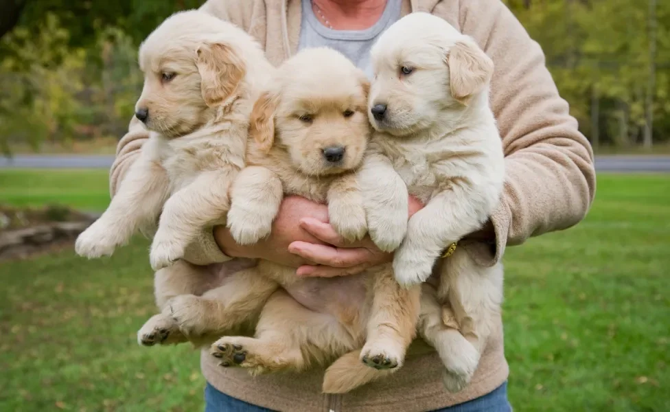 3 Golden Retriever no colo