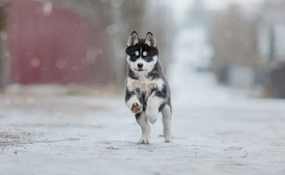 Husky Siberiano correndo