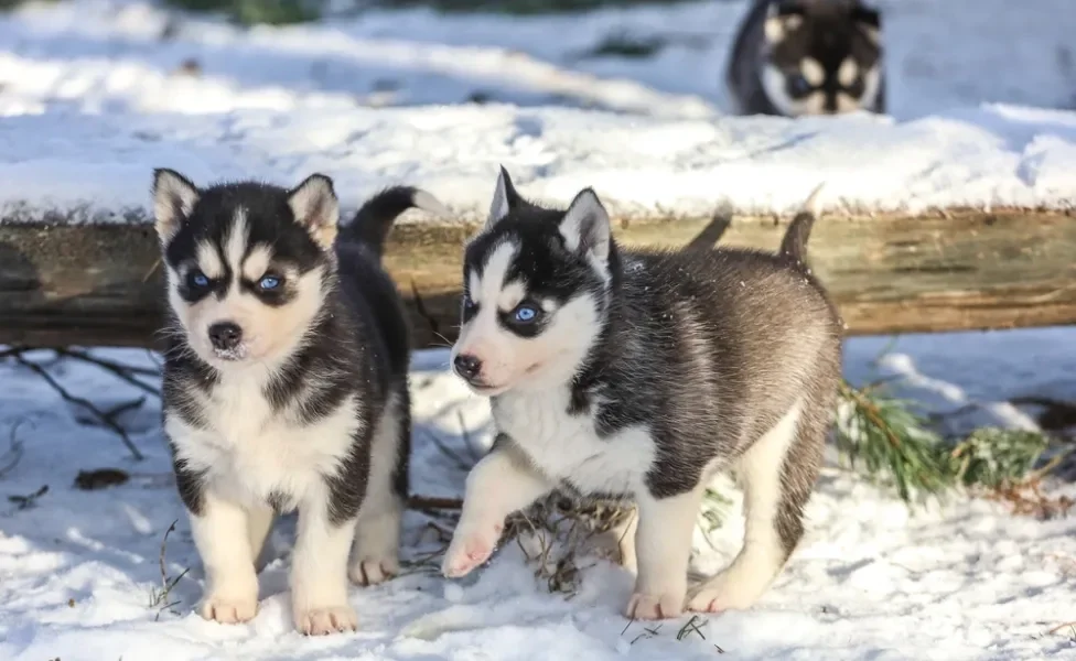 dois Husky Siberiano na neve