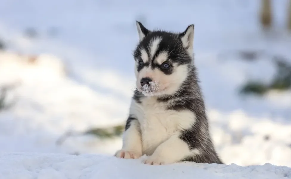 Husky Siberiano na neve