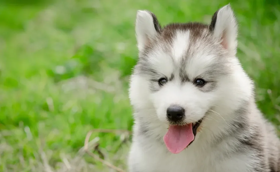 rosto de Husky Siberiano