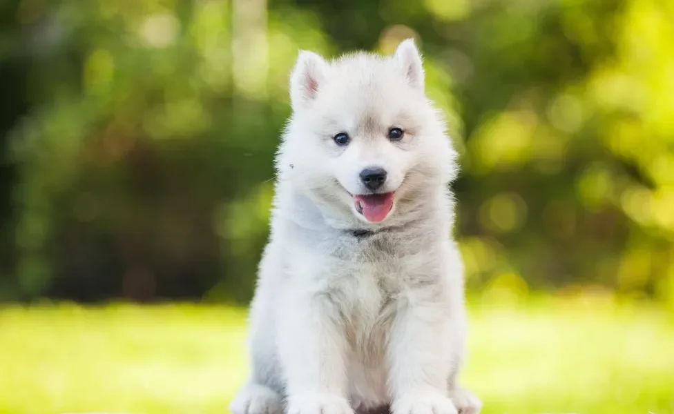 Husky Siberiano sentado ao ar livre