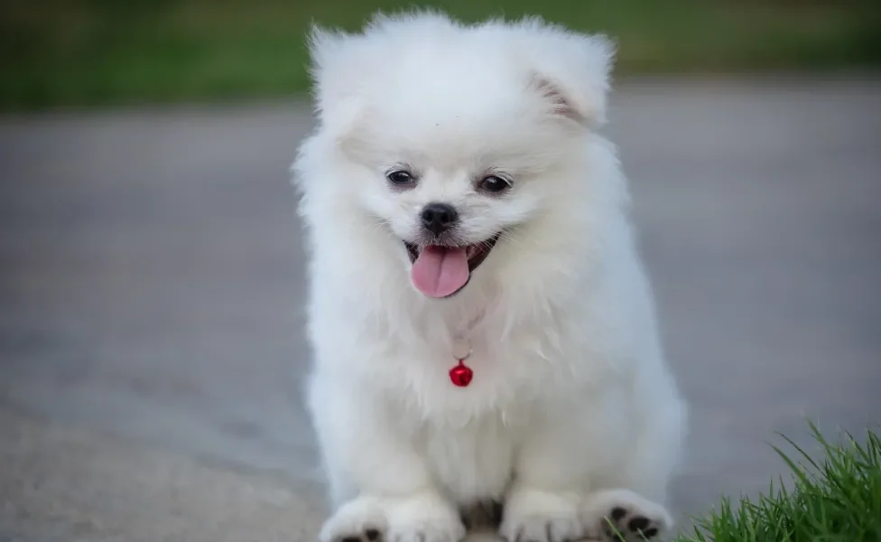 Lulu da Pomerânia sentado ao ar livre