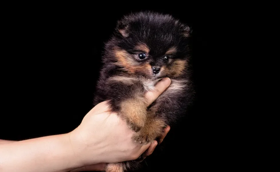 Lulu da Pomerânia na mão de alguém