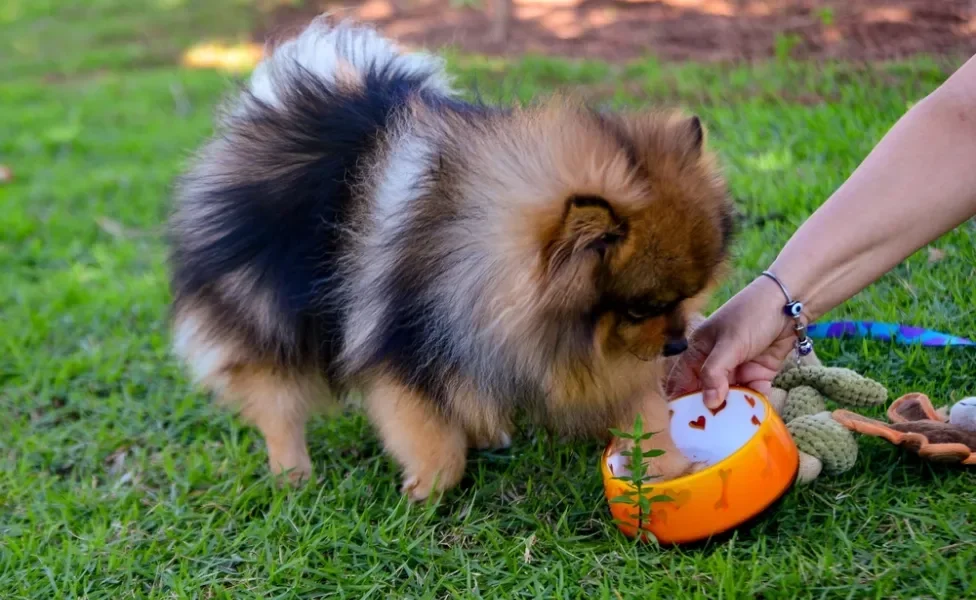 Lulu da pomerânia brincando