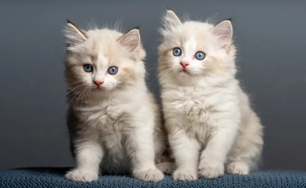 dois gatos Ragdoll no estúdio