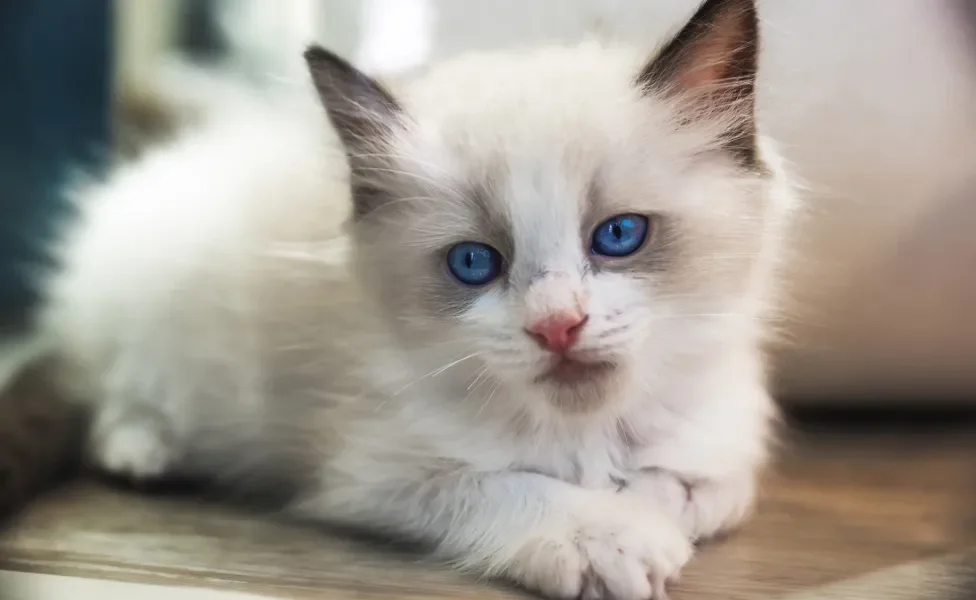 Ragdoll miando