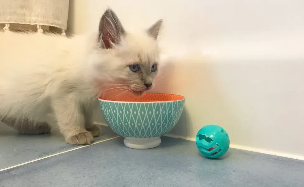 Ragdoll comendo