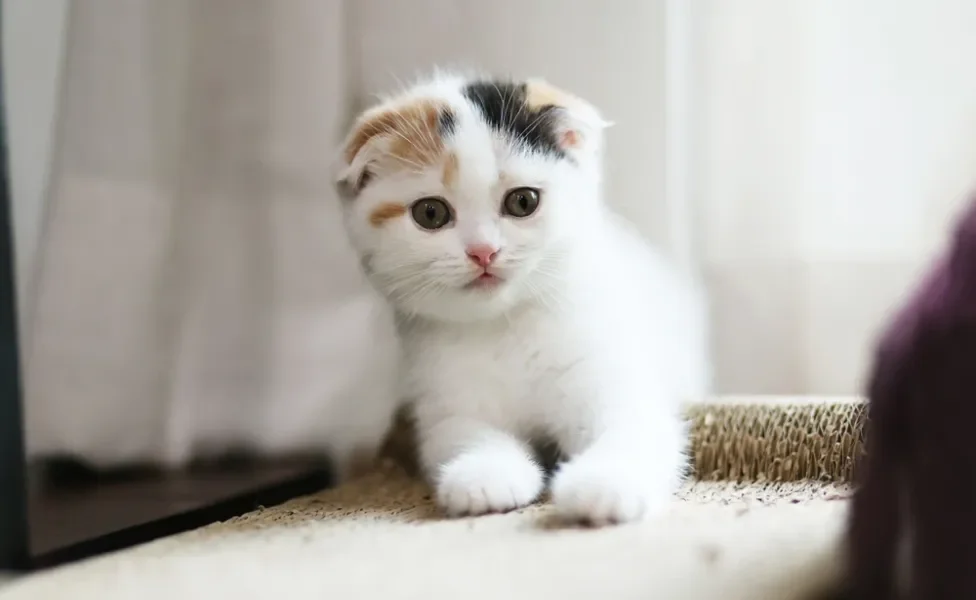 Scottish Fold deitado