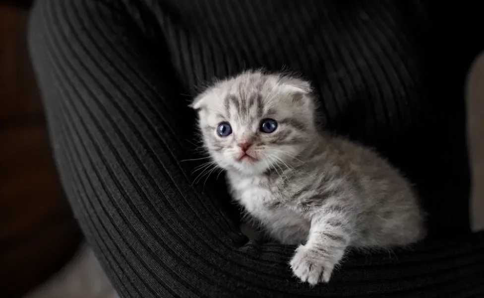 Scottish Fold nos braços de humano