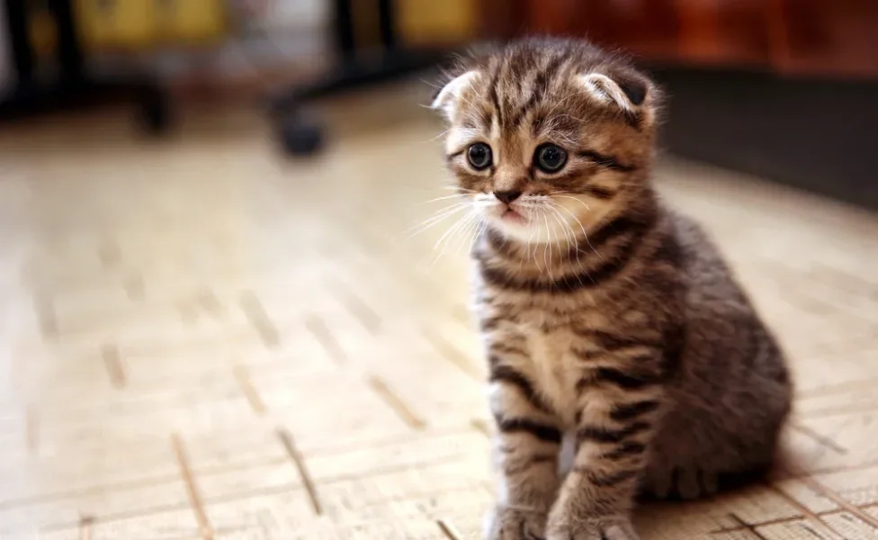 Scottish Fold sentado