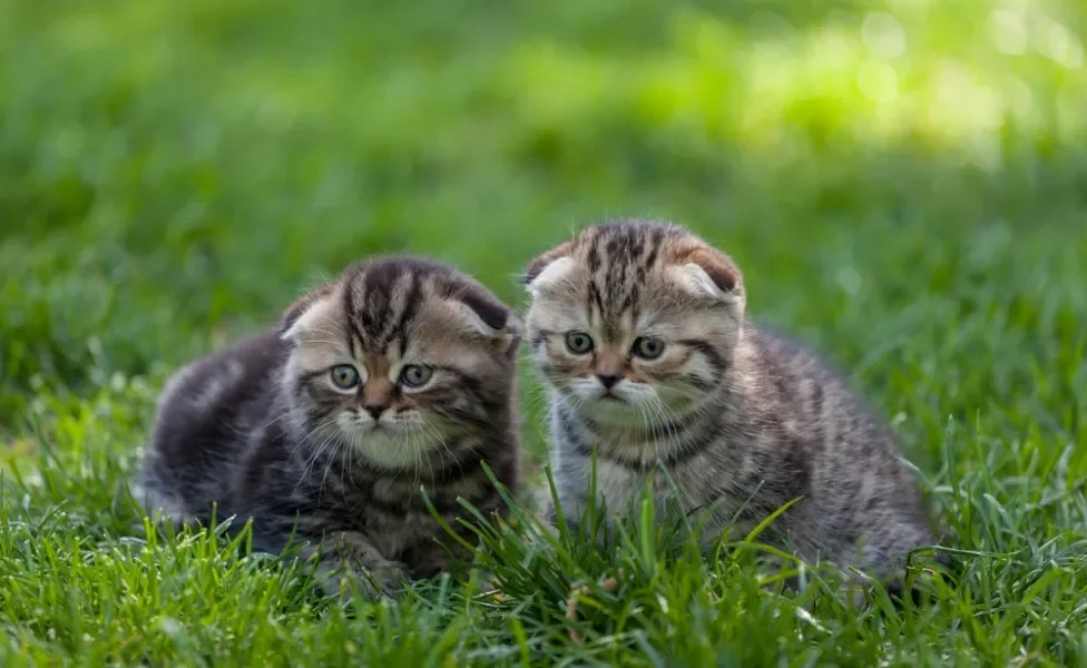 dois gatos da raça Scottish Fold