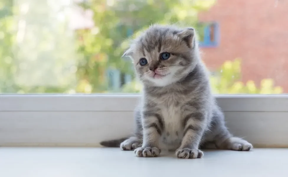 Scottish Fold sentado