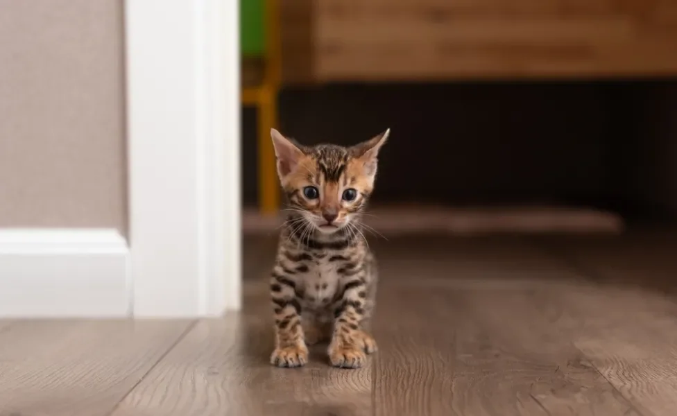 Bengal em pé dentro de casa