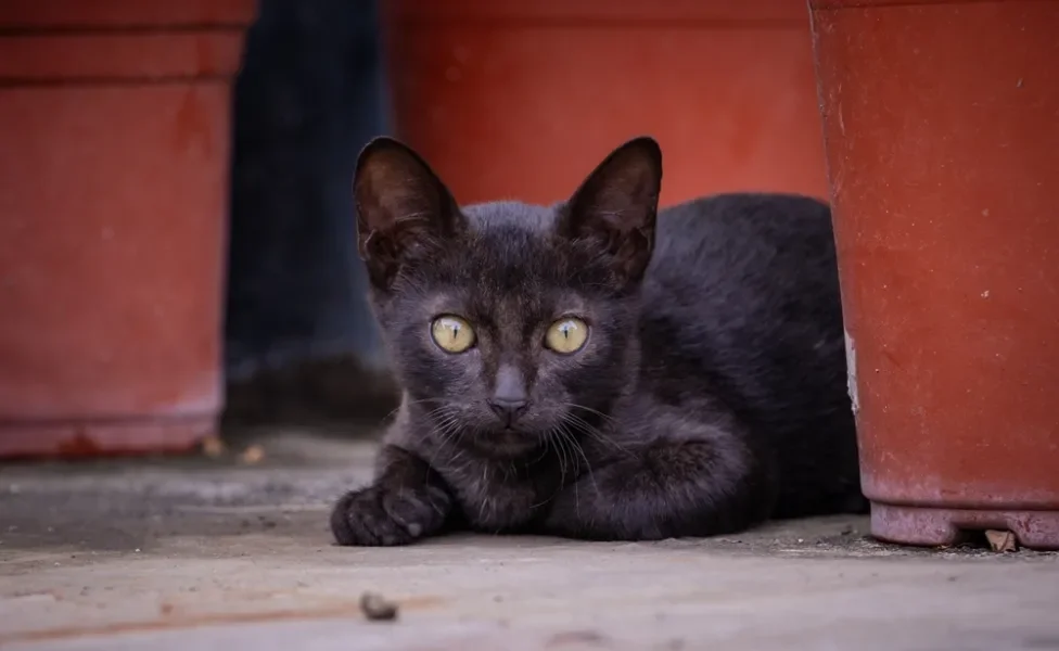 filhote de gato Bombaim deitado