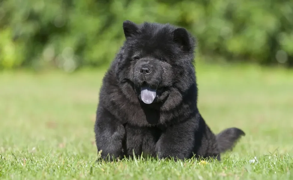 Chow Chow sentado ao ar livre