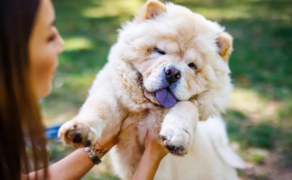 Chow Chow filhote com mulher