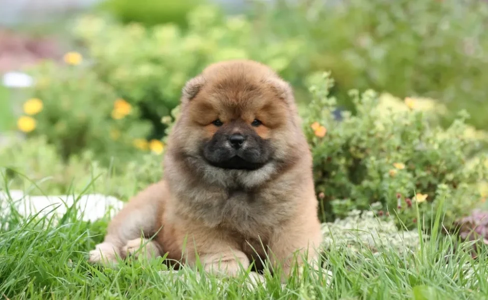 Chow Chow sentado ao ar livre