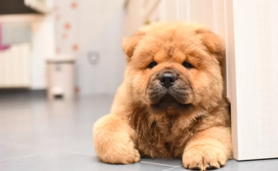 Chow chow deitado dentro de casa