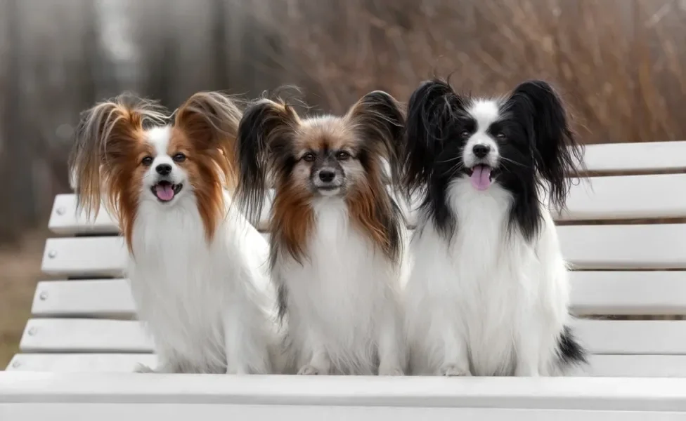 Três cães Papillon sentados em um banco branco