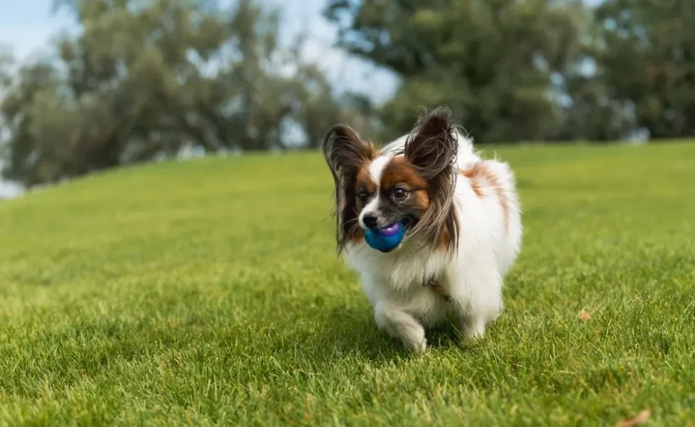 Papillon correndo com brinquedo ao ar livre