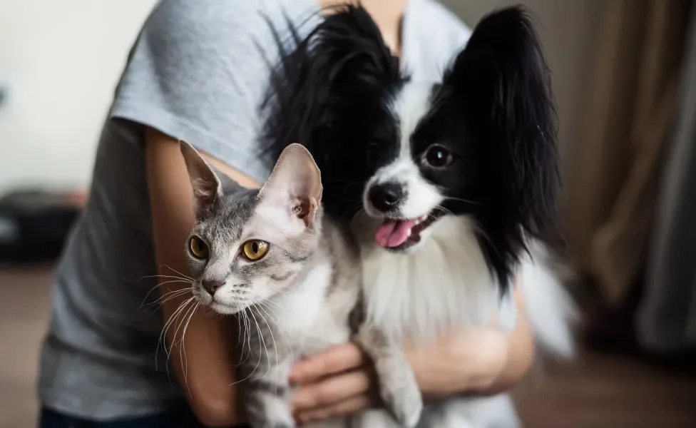 Papillon abraçado do lado de um gato pelo tutor