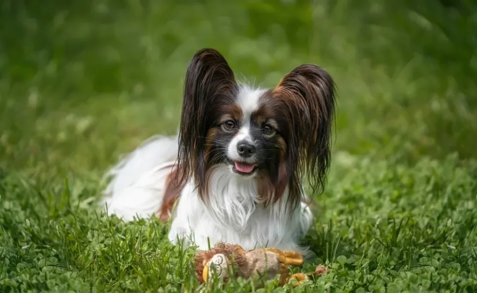 Papillon deitado na grama com brinquedo na frente