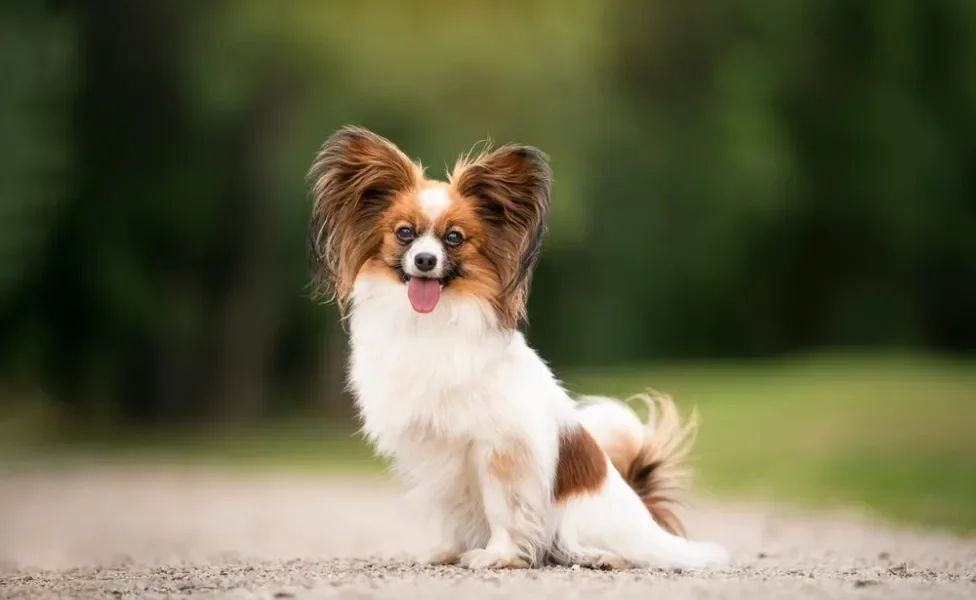 Papillon sentado ao ar livre