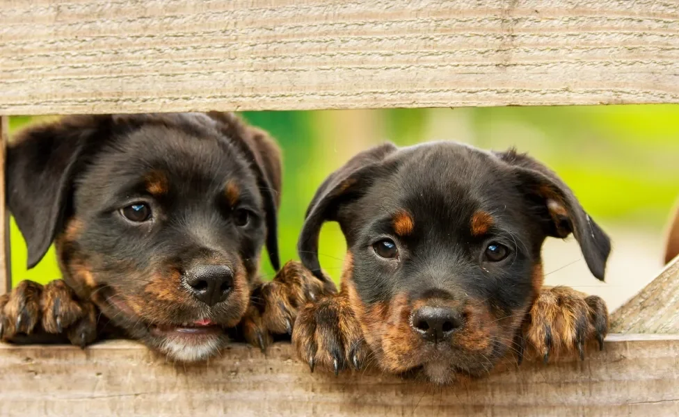 dois cães da raça Rottweiler 