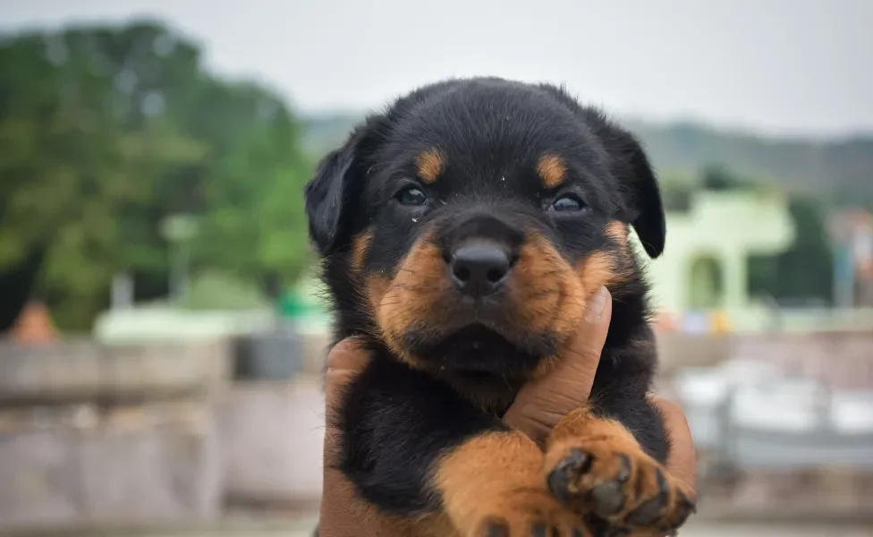 rosto Rottweiler 