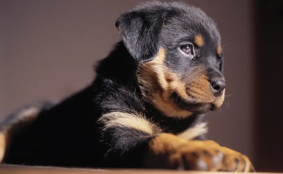 Rottweiler de perfil