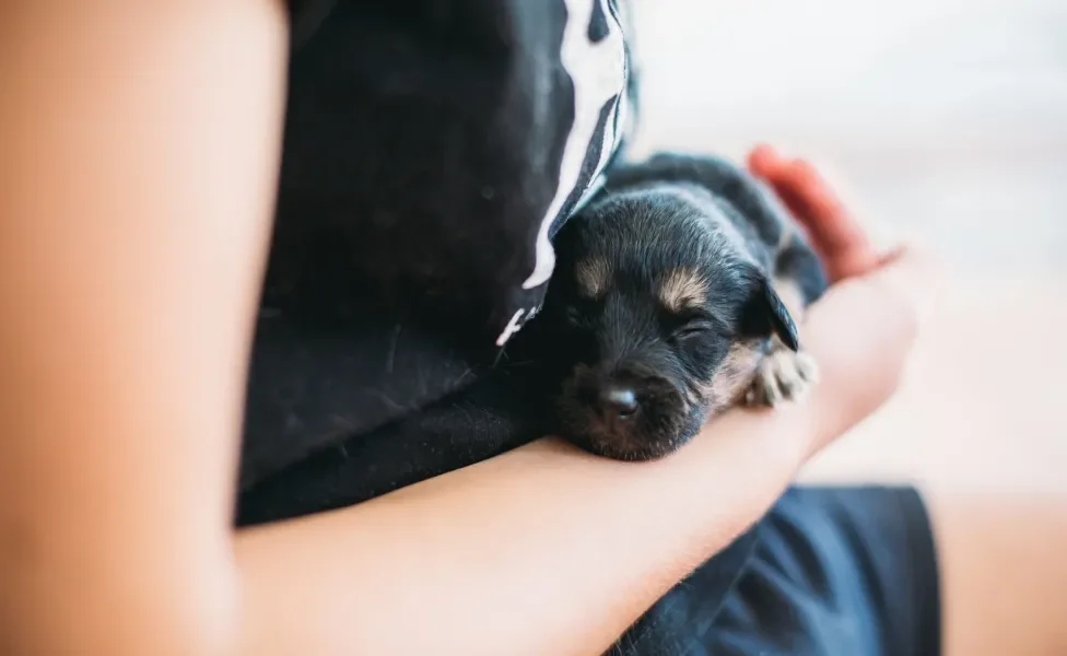 Rottweiler no colo de mulher