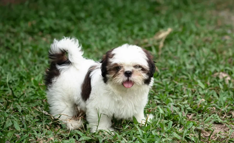 Shih Tzu ao ar livre