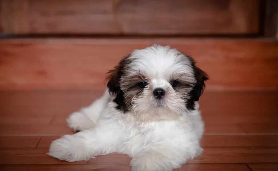 Shih Tzu deitado