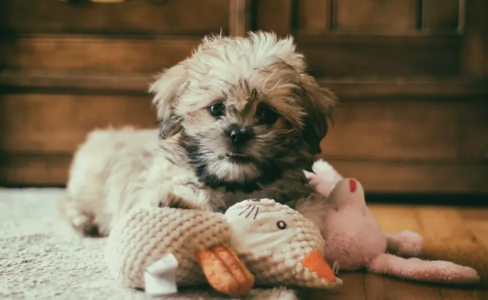 Shih Tzu com brinquedos