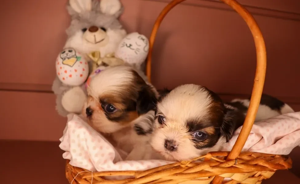 Shih Tzu na cesta