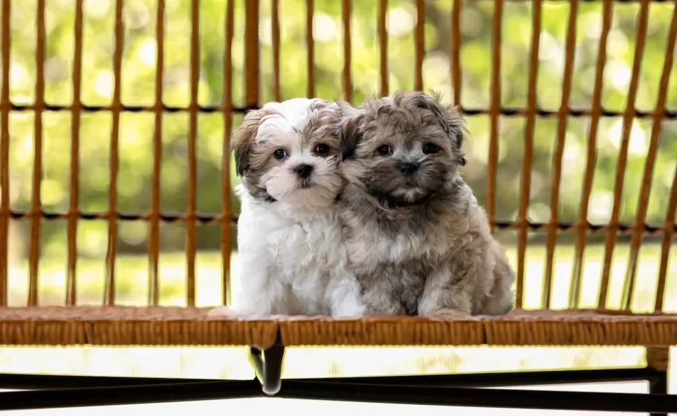 2 Shih Tzu lado a lado