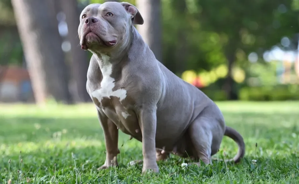 American Bully sentado na grama