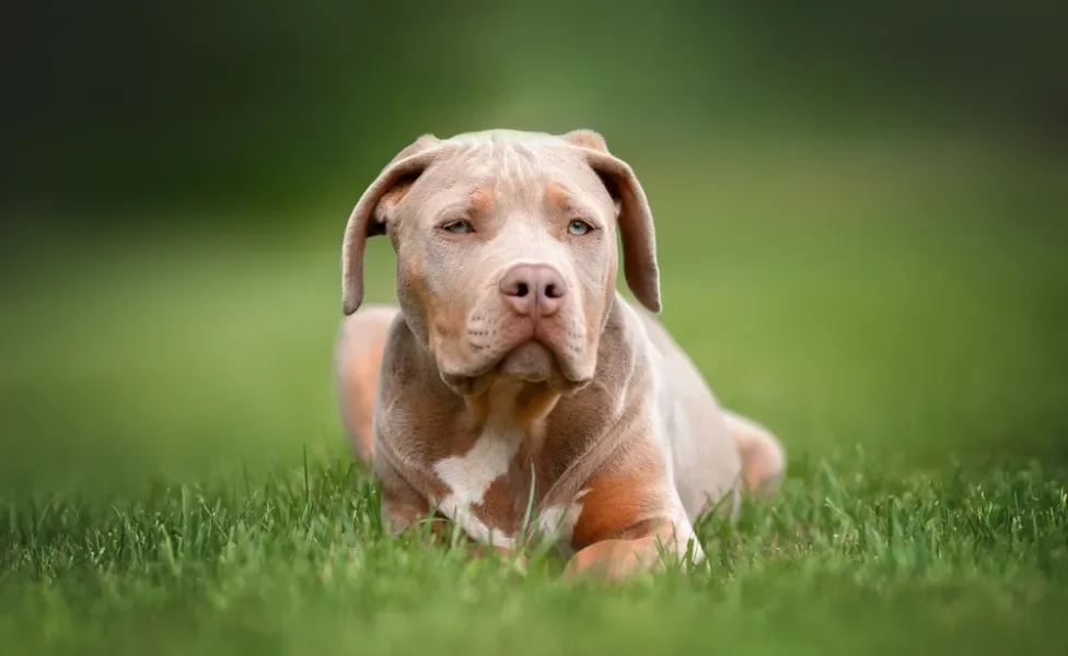 American Bully deitado na grama