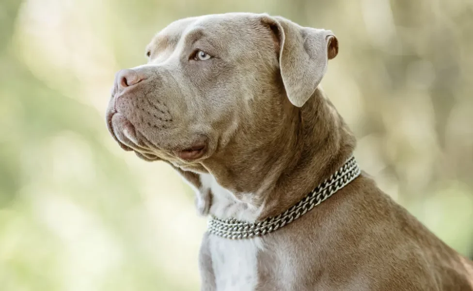 American Bully olhando para o horizonte