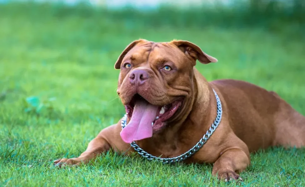 American Bully com a língua de fora deitado na grama