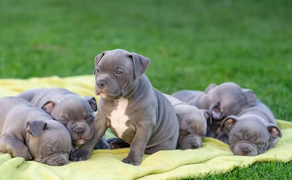 Filhotes de American Bully juntos