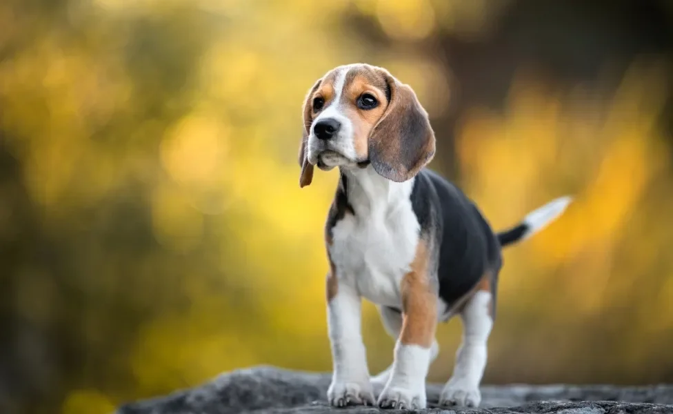 Beagle filhote em pé ao ar livre